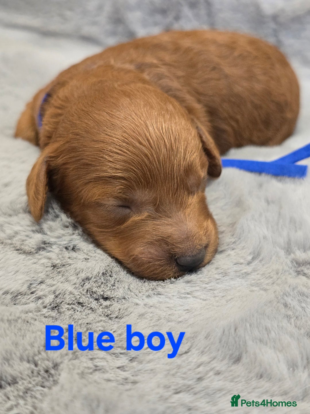 Cavapoo dogs for sale:  🐕Ruby Cavapoo Toy F1bb 🧸DNA tested🧸 - Image 36