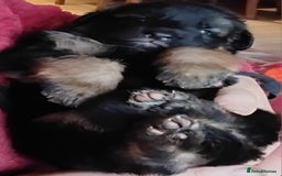 German Shepherd dogs for sale: German Shepherd pups black and gold - Image 4