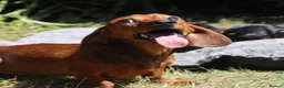 Miniature Dachshund dogs for stud: Red Miniature Dachshund Stud - Advert 5