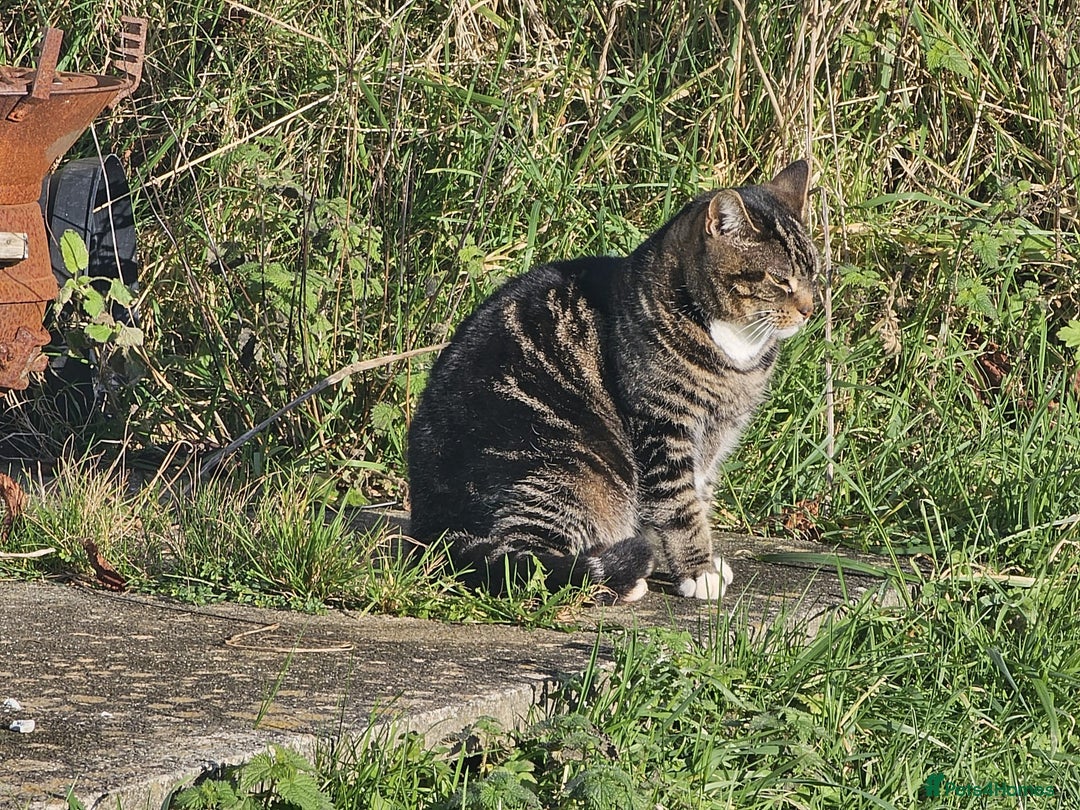 Mixed Breed cats for sale: Poppy - Advert 3