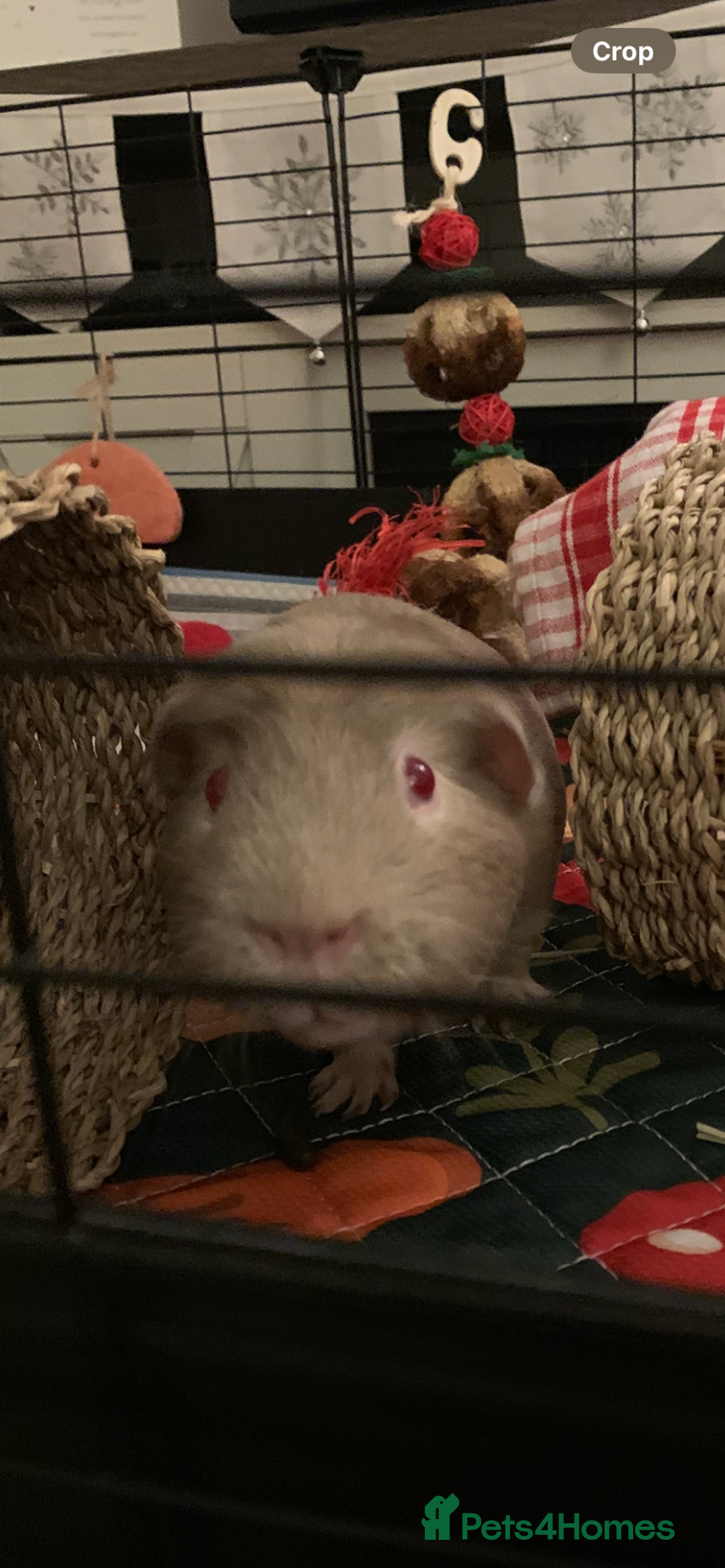 Guinea Pig rodents for sale: Gorgeous male Guinea pig - Advert 2