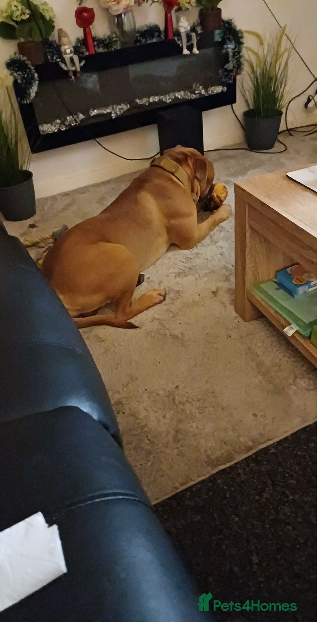 Boxer dogs for sale: Dash  - Advert 3