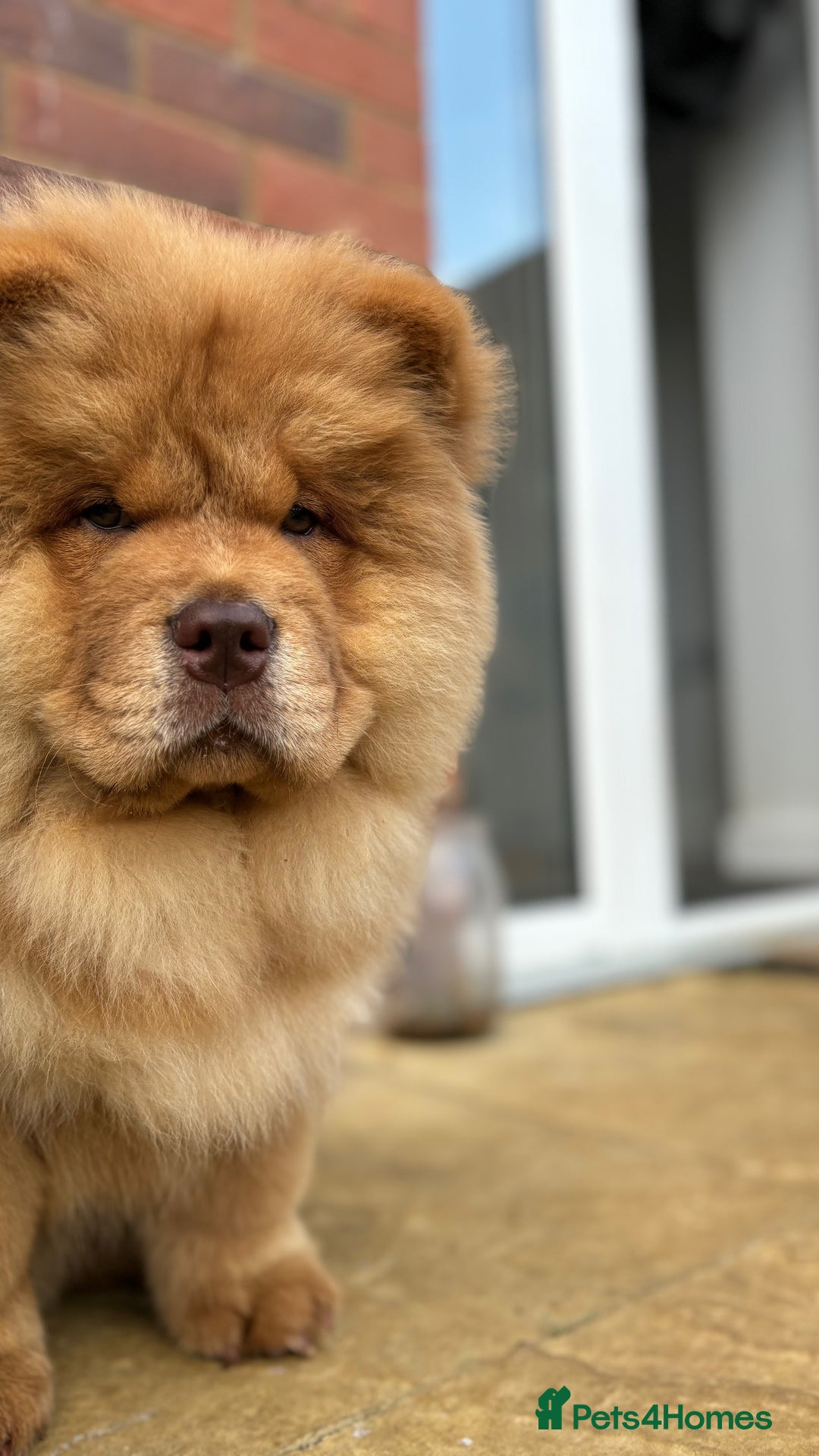 Chow Chow dogs for sale: Champion pedigree chow chow puppies in Northampton - Image 1