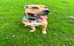 Mixed Breed dogs for sale: Classic bully  - Image 4