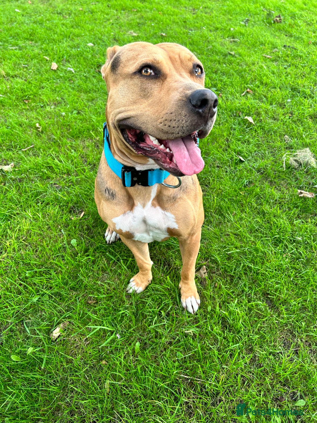 Mixed Breed dogs for sale: Classic bully  - Image 4