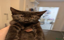 Mixed Breed cats for sale: Last boy remaining needs his forever home  in Hove - Image 4