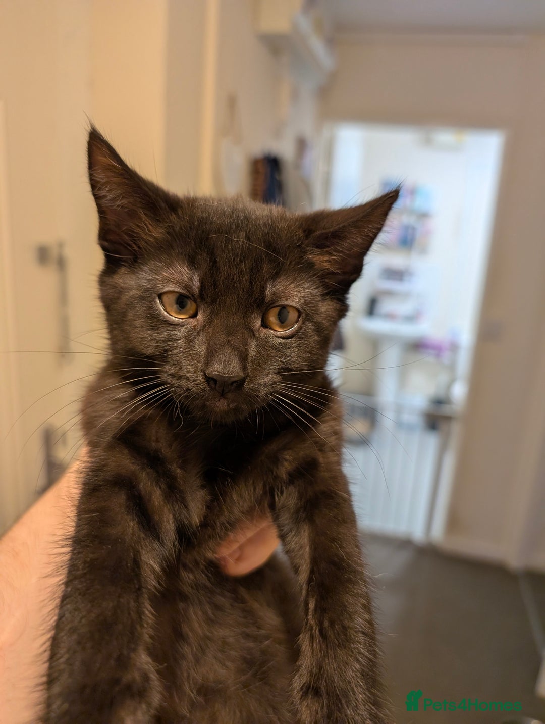 Mixed Breed cats for sale: Last boy remaining needs his forever home  in Hove - Image 4