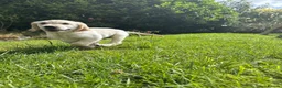 Golden Retriever dogs for sale: Golden Retriever Puppies  - Advert 25
