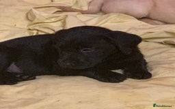 Labrador Retriever dogs for sale: Labrador puppies in Bridgend - Image 13