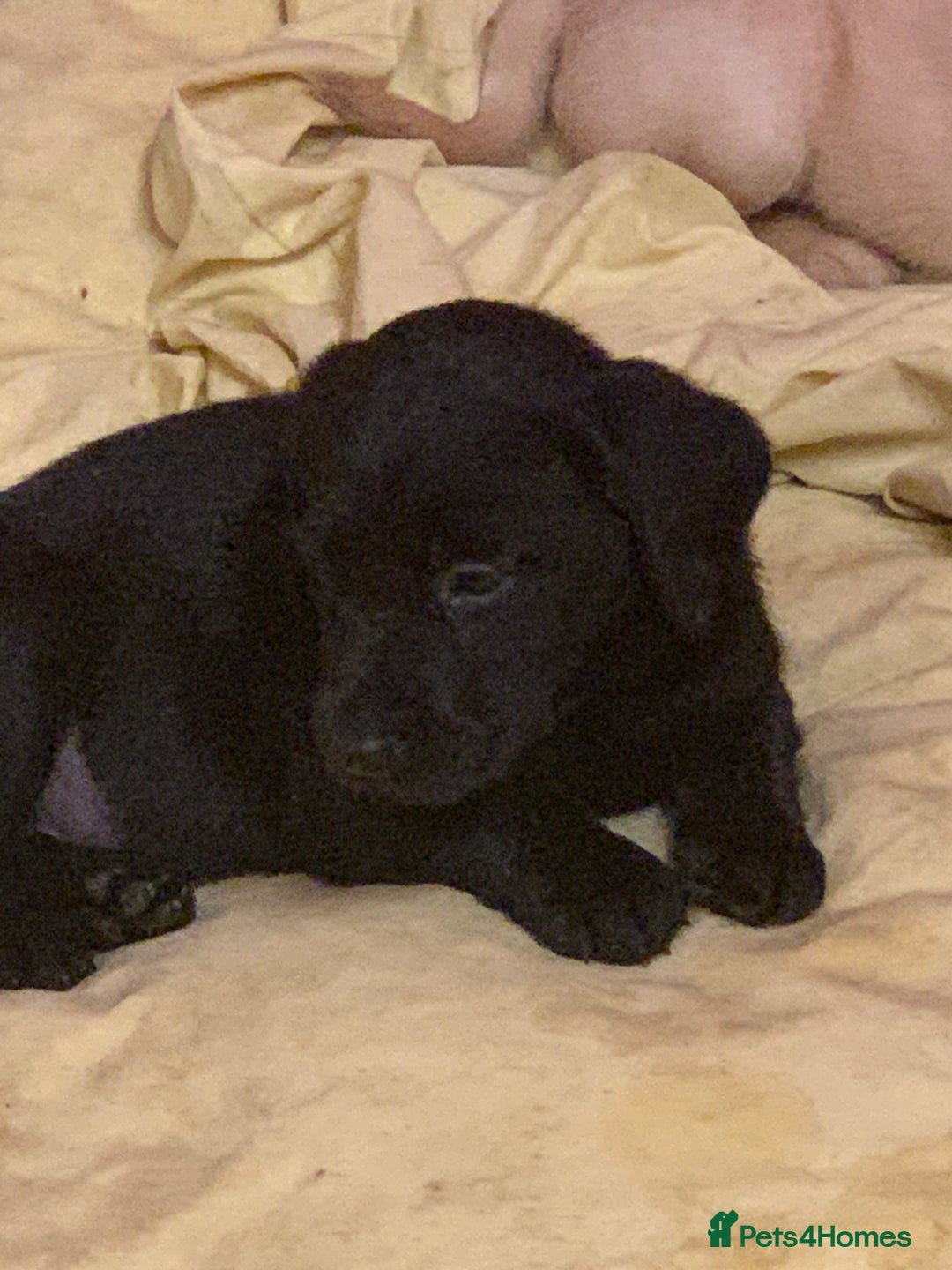 Labrador Retriever dogs for sale: Labrador puppies in Bridgend - Image 13