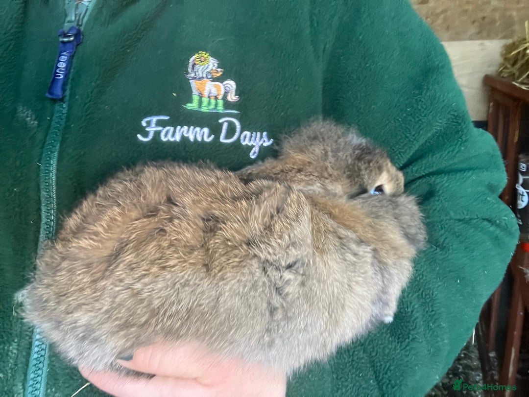 Mini Lion Lop rabbits for sale: Mini lion lop rabbits for sale male and female  - Advert 5