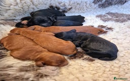 Cavapoo dogs for sale: Top quality cavapoo pups health test KCreg parents - Image 6