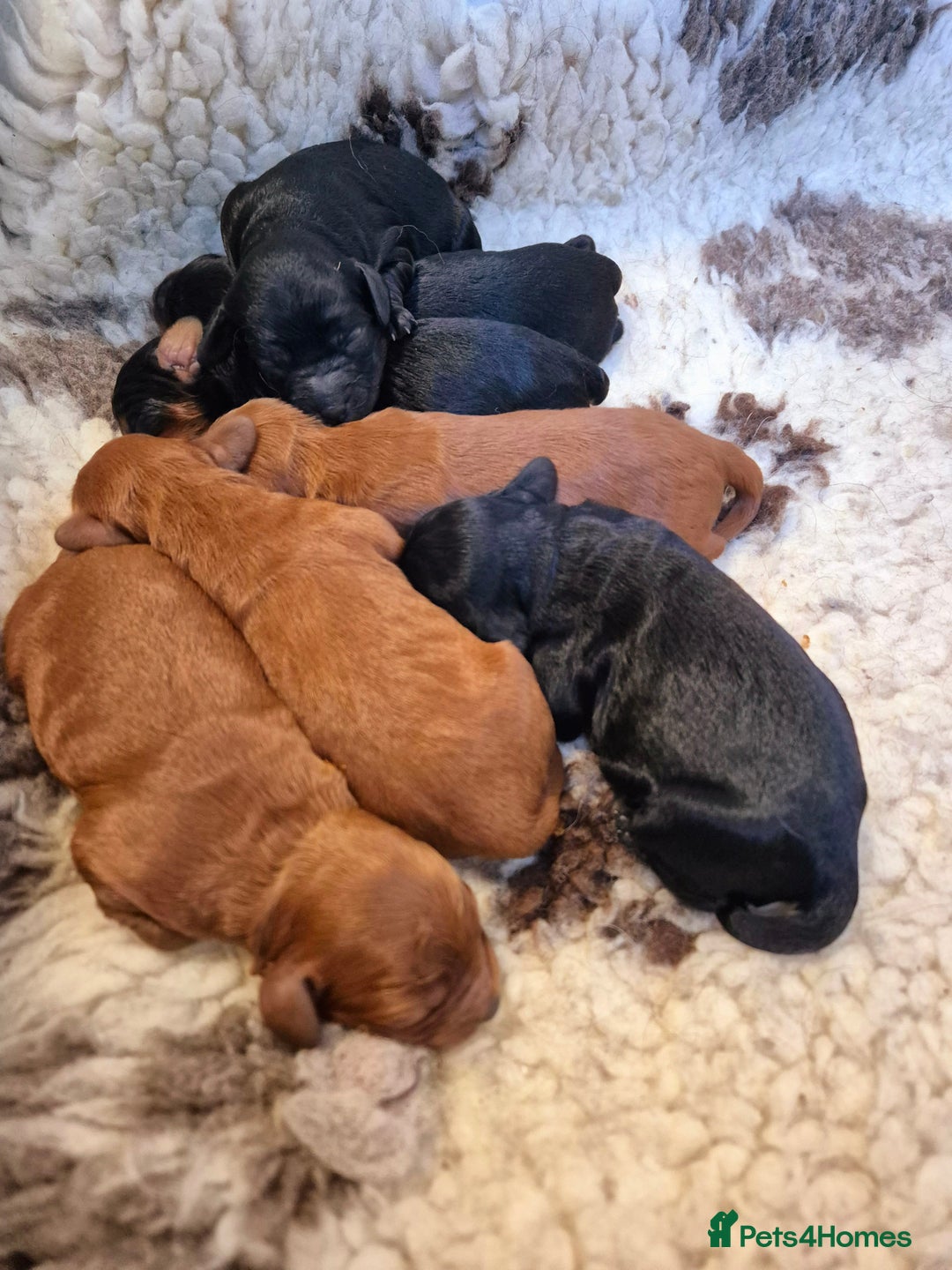 Cavapoo dogs for sale: Top quality cavapoo pups health test KCreg parents - Image 6