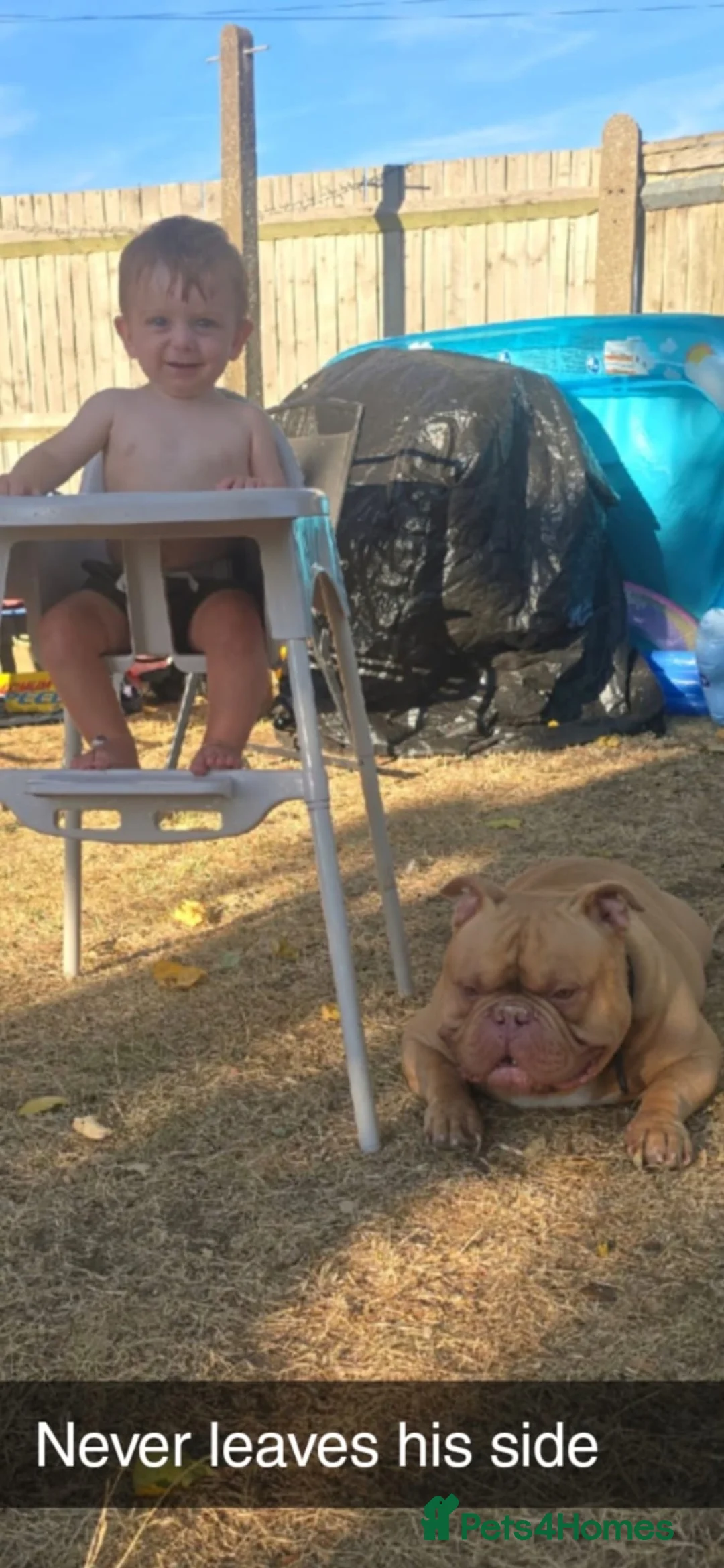 Mixed Breed dogs for stud: Marley in Southsea - Advert 2