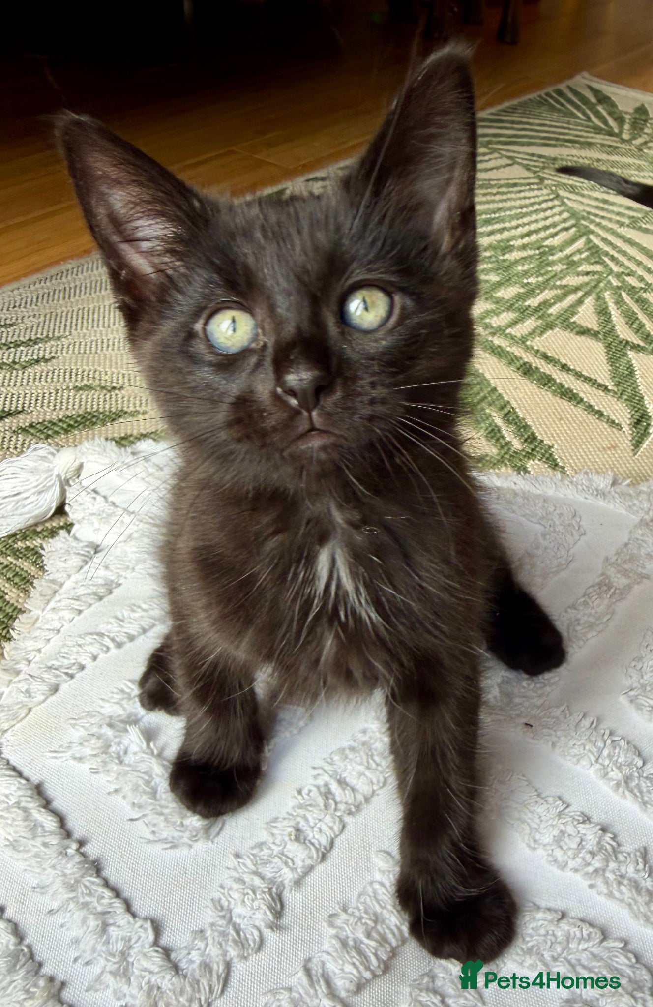 Ragdoll cats Mink Ragdoll x BSH Aqua Eyes adorable ready now! - Advert 1