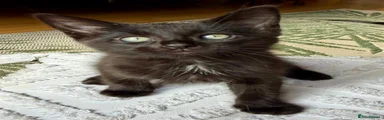 Ragdoll Kitten 1