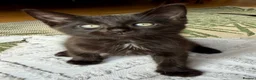 Ragdoll cats for sale: Mink Ragdoll x BSH Aqua Eyes adorable ready now! - Advert 32