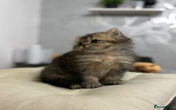 British Shorthair cats for sale: British shorthair  - Image 5