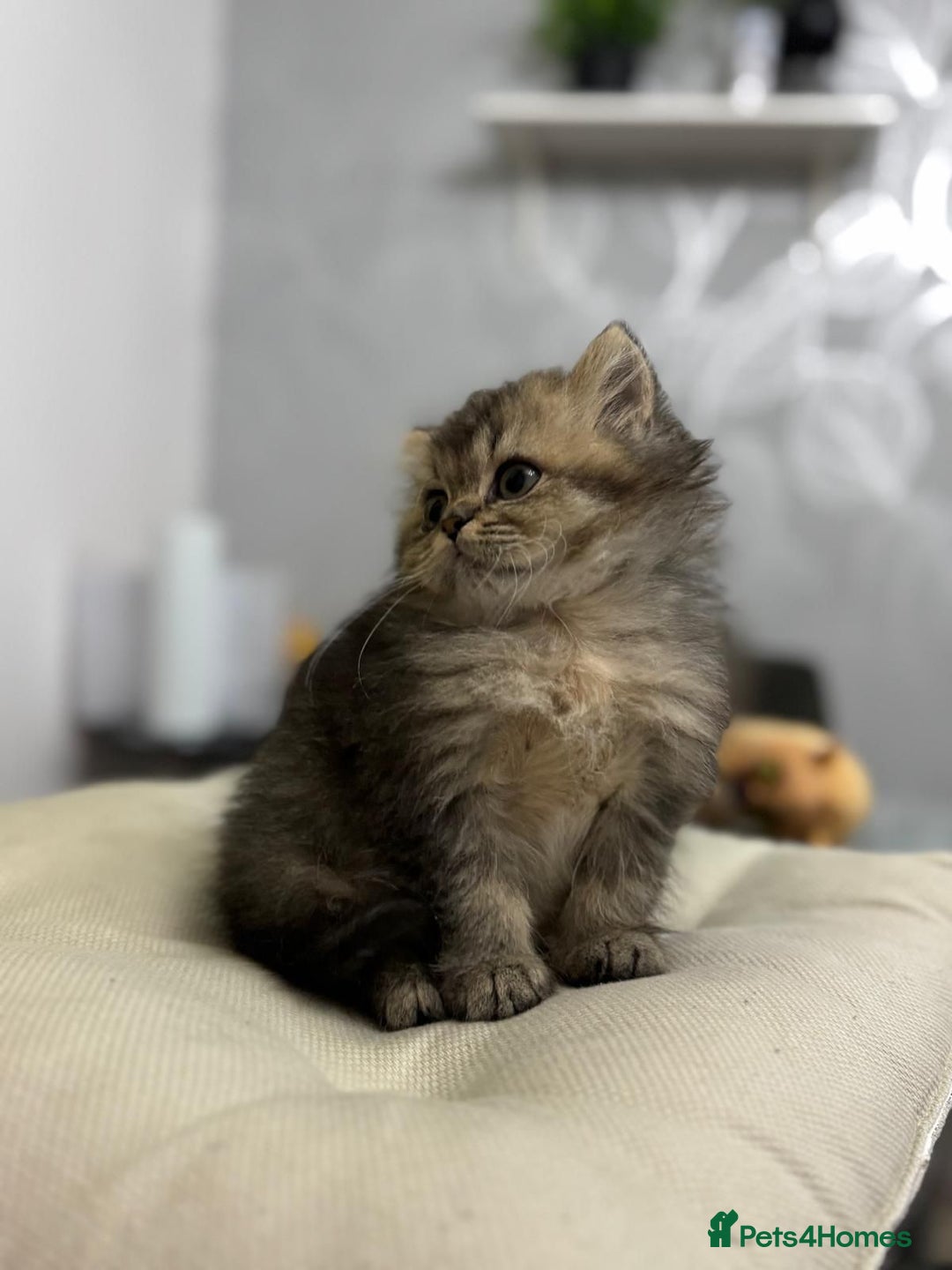 British Shorthair cats for sale: British shorthair  - Image 5