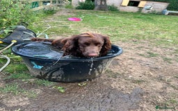 Cocker Spaniel dogs for sale: Cocker Spaniel Puppies looking for the best homes - Image 11