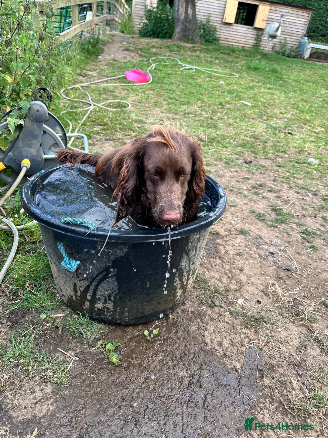 Cocker Spaniel dogs for sale: Cocker Spaniel Puppies looking for the best homes - Image 11