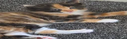 Mixed Breed cats for sale: Beautiful kitten  - Advert 3