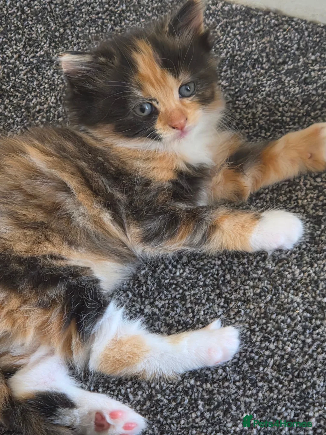 Mixed Breed cats for sale: Beautiful kitten  - Advert 3