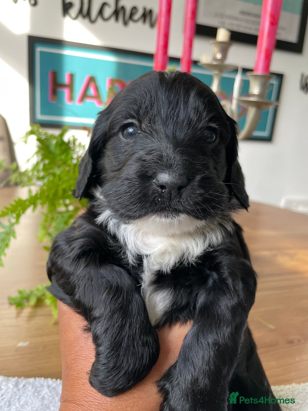 Mixed Breed dogs for sale: Sproodle cockapoo puppies  - Image 2