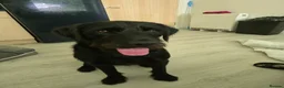 Mixed Breed dogs for sale: Labrador x 8 months old - Advert 2