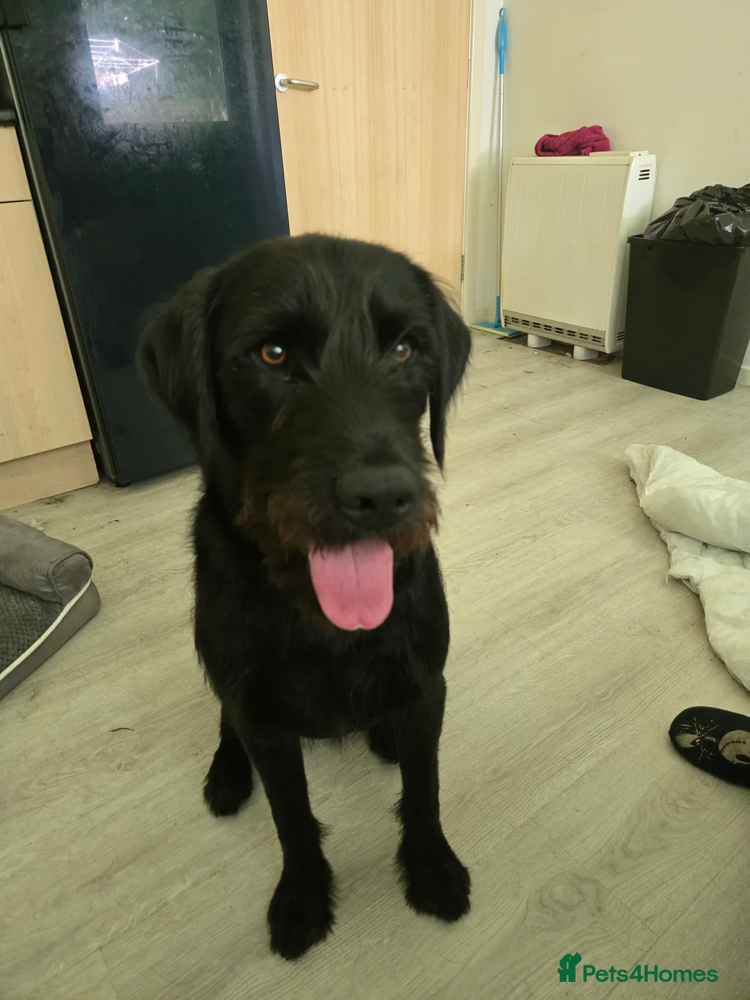 Mixed Breed dogs for sale: Labrador x 8 months old - Advert 2