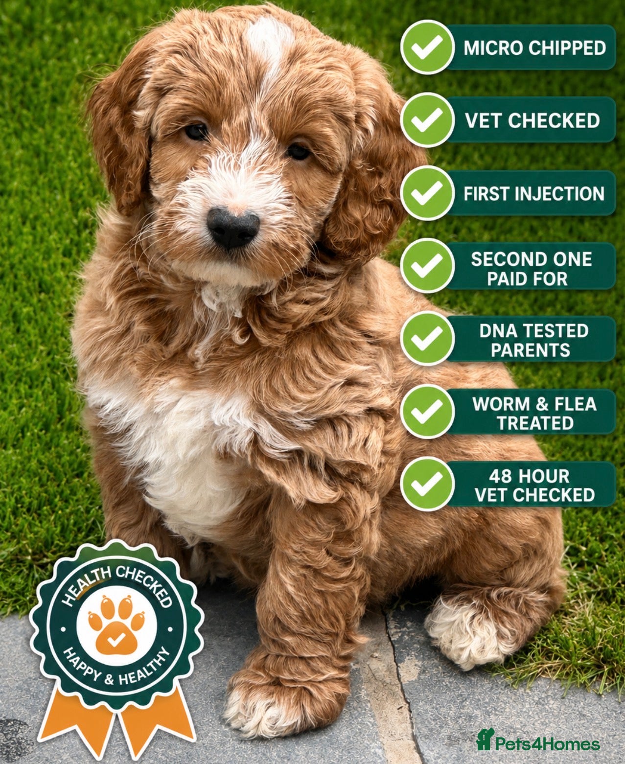 Australian Labradoodle dogs Pure Australian labradoddle ready this Friday 🏡 - Advert 1