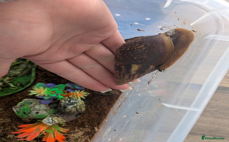 Snails invertebrates - Advert 1