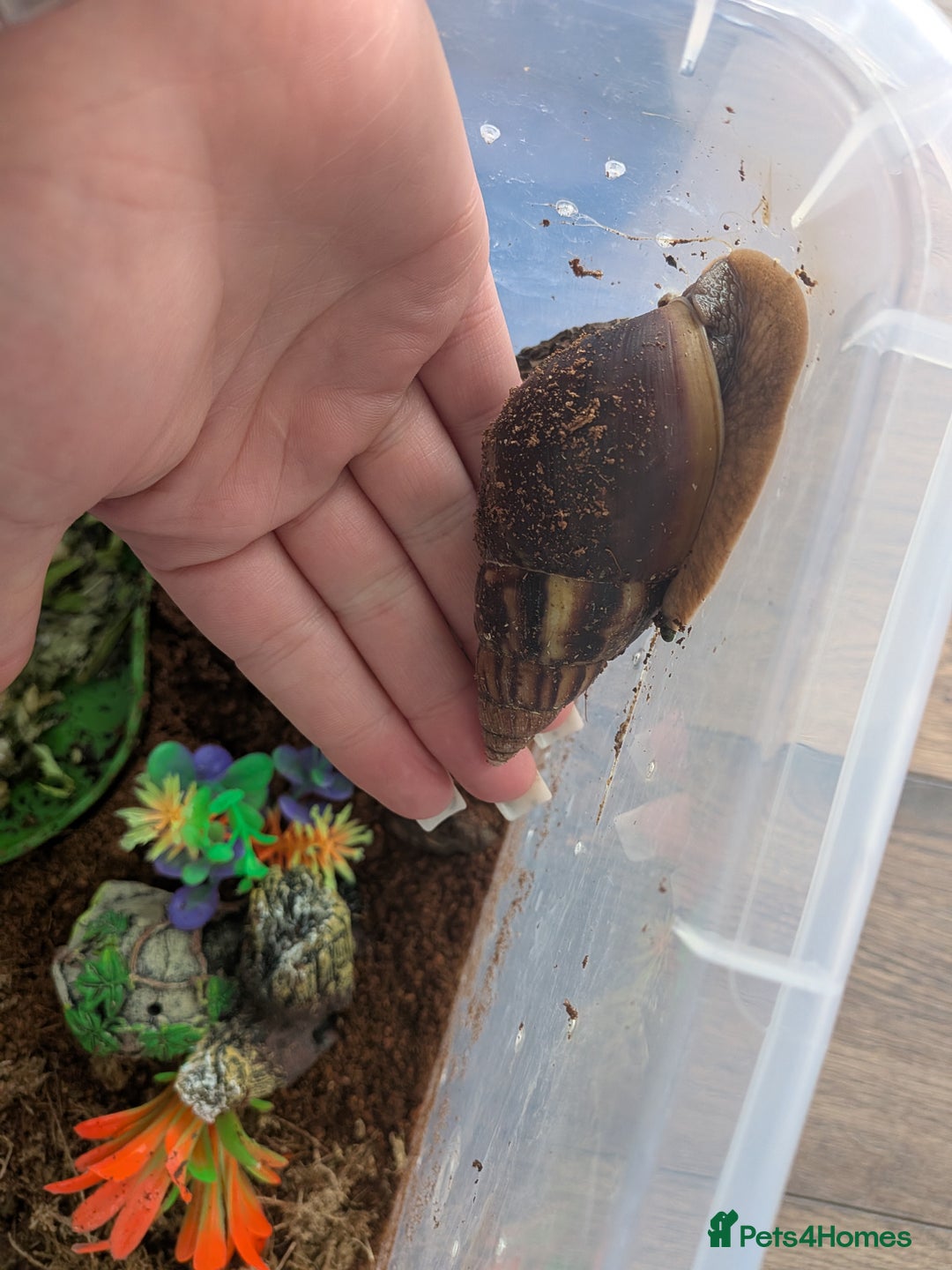Snails invertebrates for sale: Giant African Land Snail  - Image 1