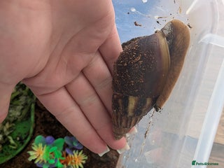 Snails invertebrates - Advert 6