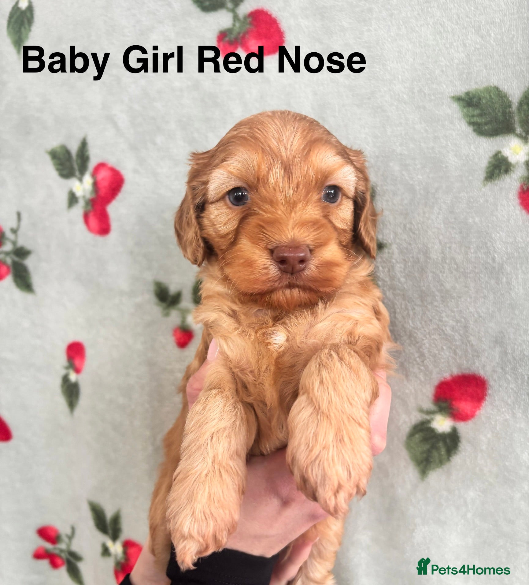Cockapoo dogs ✨Stunning F1 Cockapoo Puppies✨ Doncaster 📍 - Advert 12
