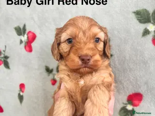 Cockapoo dogs ✨Stunning F1 Cockapoo Puppies✨ Doncaster 📍 - Advert 11