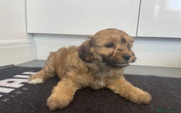 Cavapoochon dogs for sale: Beautiful Cavapoochon puppies for sale  - Image 21