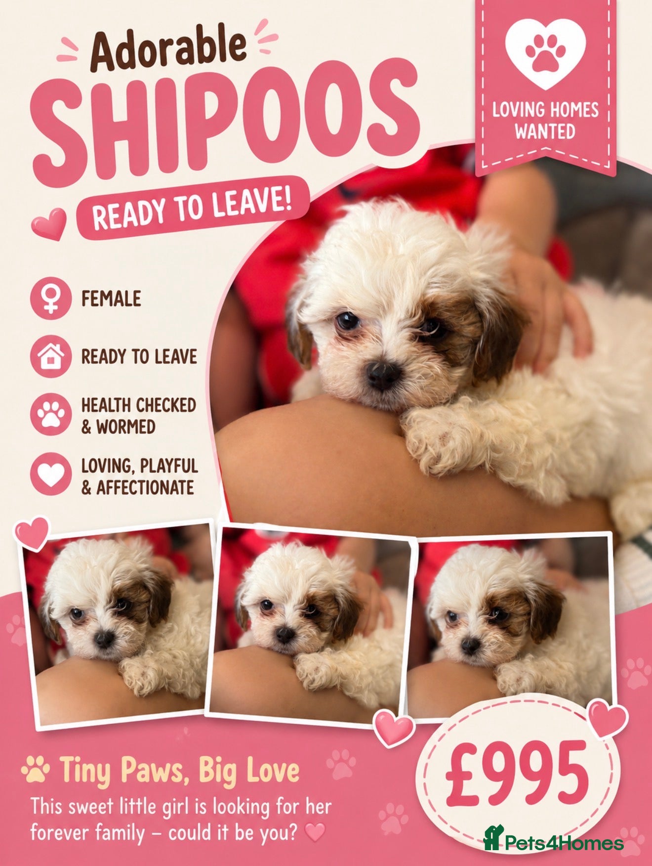 Shihpoo dogs Stunning litter of Shipoo Puppies REDUCED  - Advert 2
