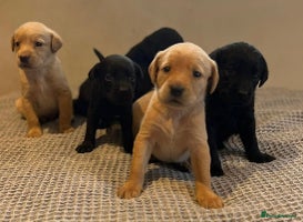 Labrador Retriever dogs - Advert 3
