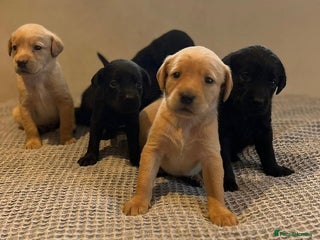 Labrador Retriever dogs - Advert 3
