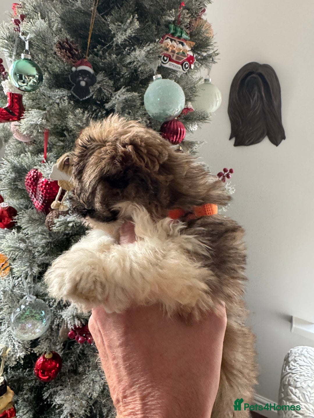 Lhasa Apso dogs for sale: KC reg female Lhasa apso puppy PRA clear  - Advert 3