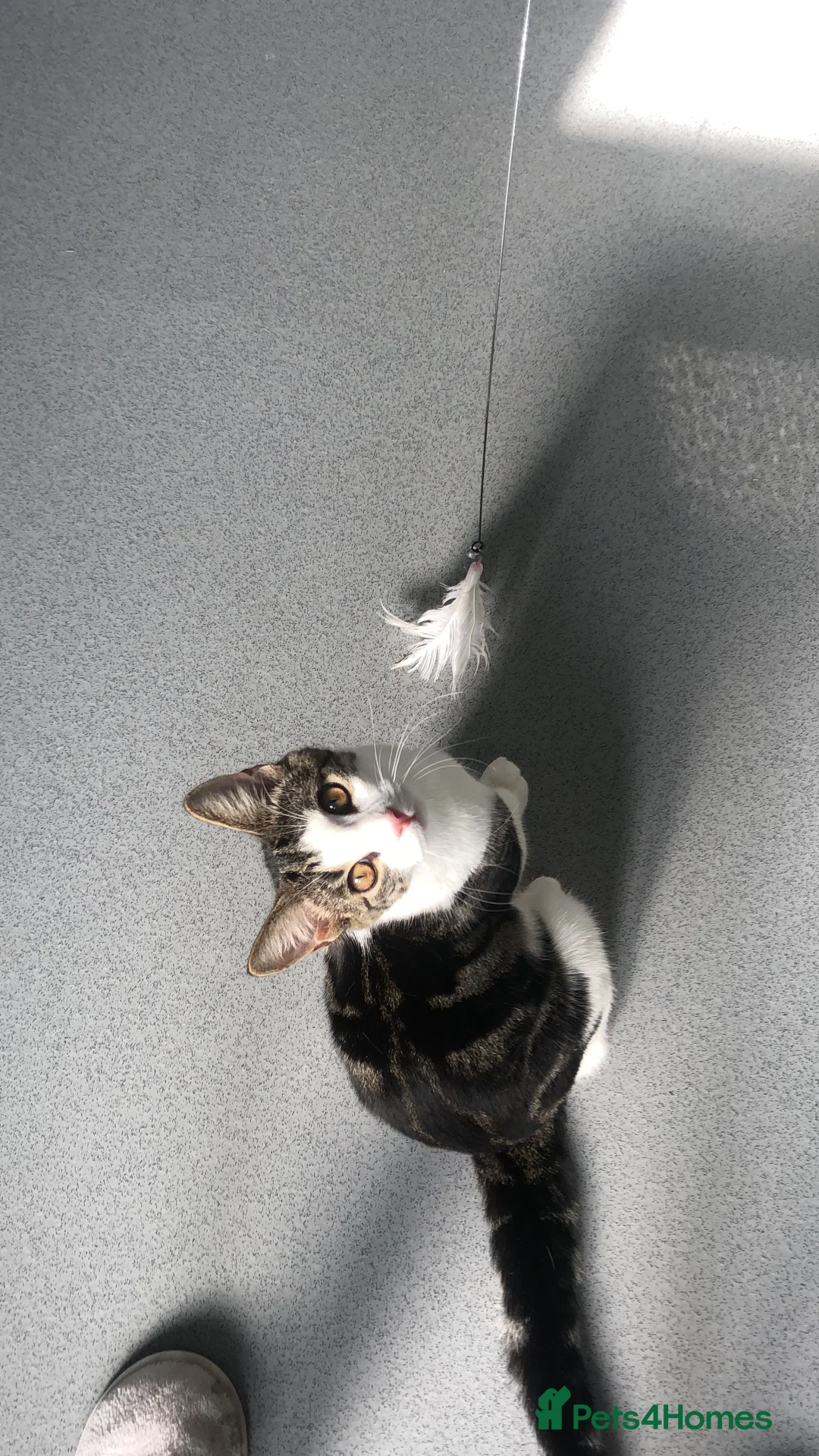 Domestic Shorthair cats for sale: 2 year old sweet boy looking for his forever home - Advert 6