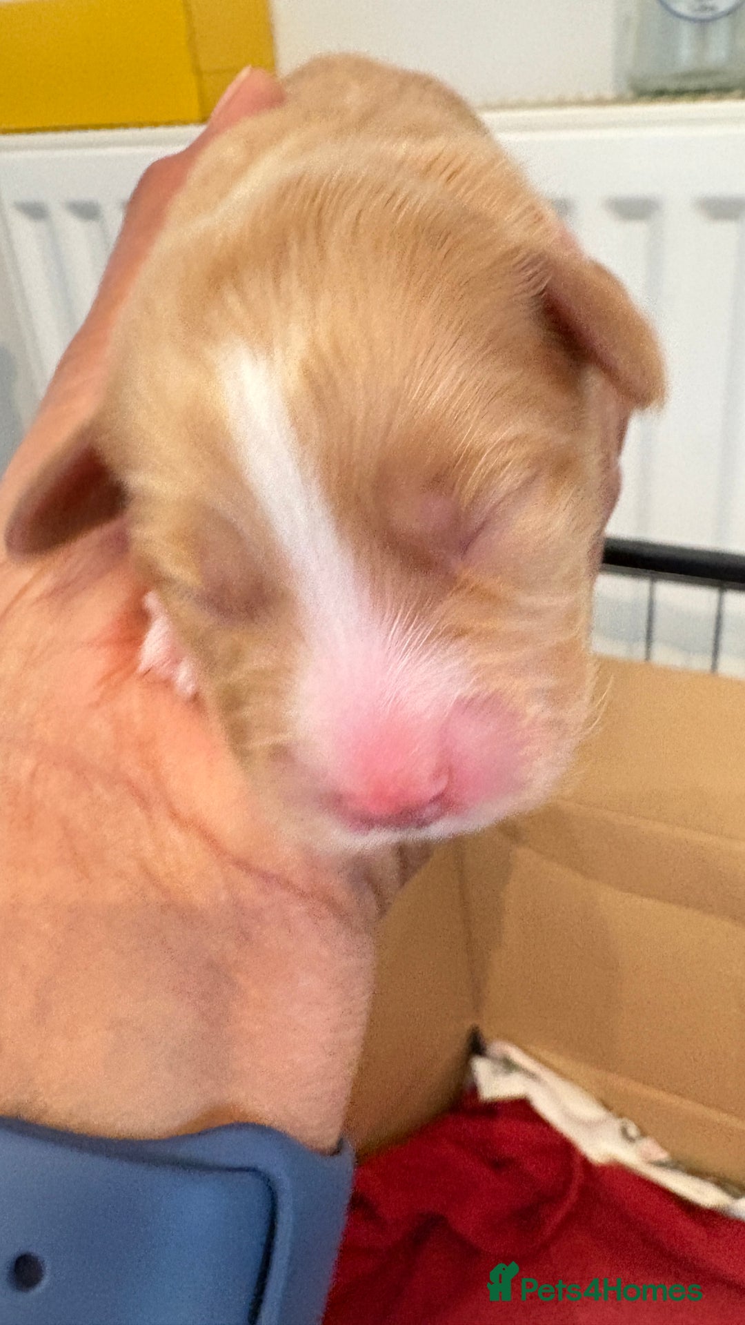 Sprocker dogs for sale: Sprocker for sale - Image 18