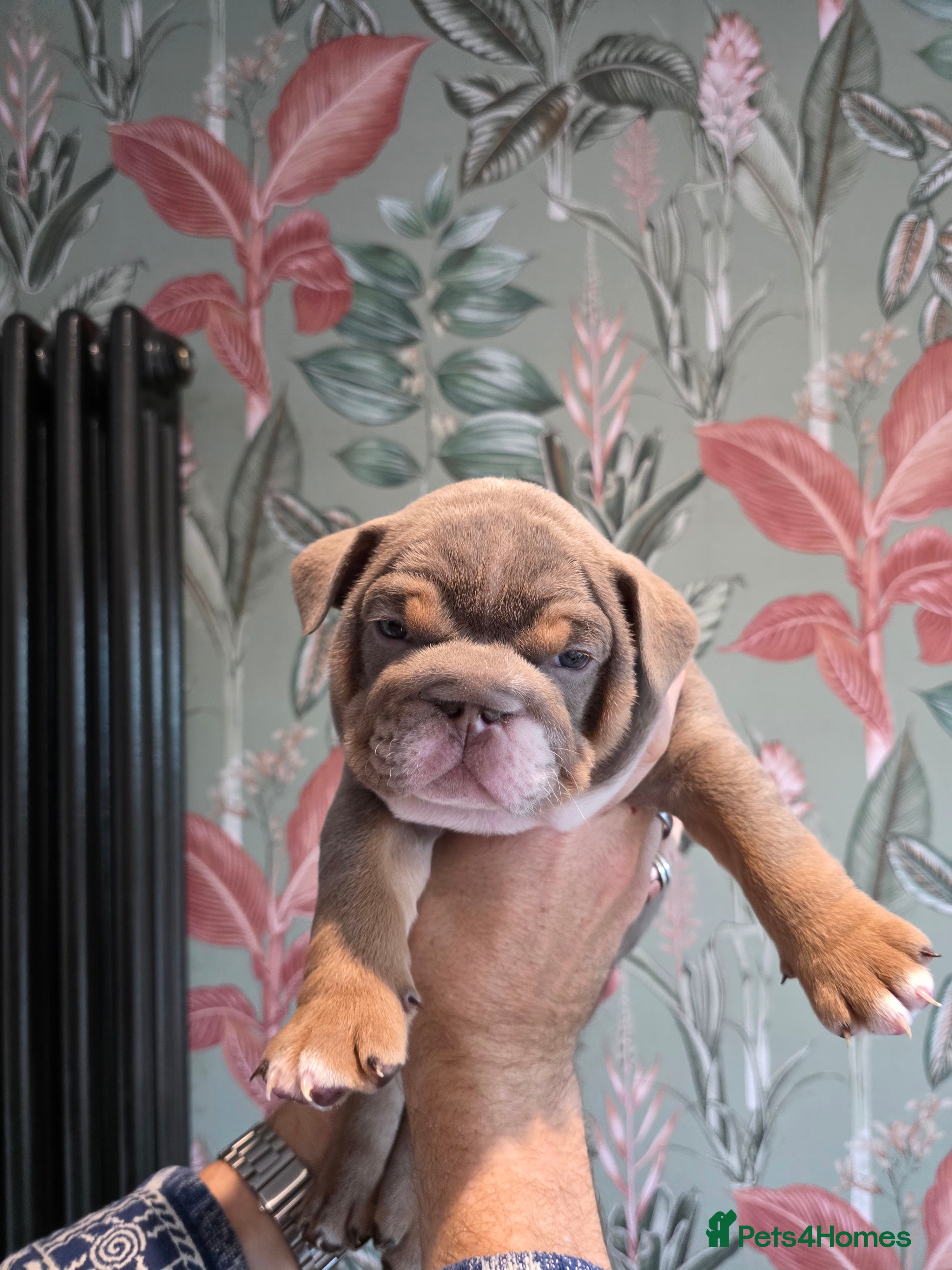 English Bulldog dogs Lilac/tan/ white English Bulldogs. 5 males. - Advert 15