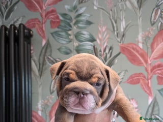 English Bulldog dogs Lilac/tan/ white English Bulldogs. 5 males. - Advert 15