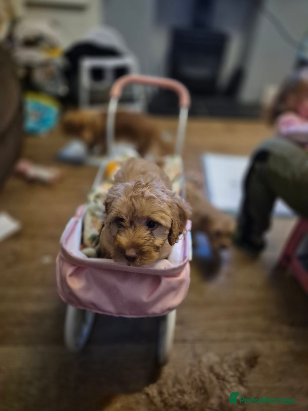 Cockapoo dogs for sale: ***BEAUTIFUL F1B COCKAPOOS*** - Advert 26