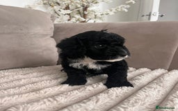 Sproodle dogs for sale: Sproodle puppies  - Image 17