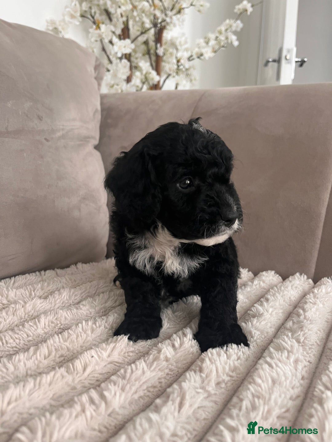 Sproodle dogs for sale: Sproodle puppies  - Image 17