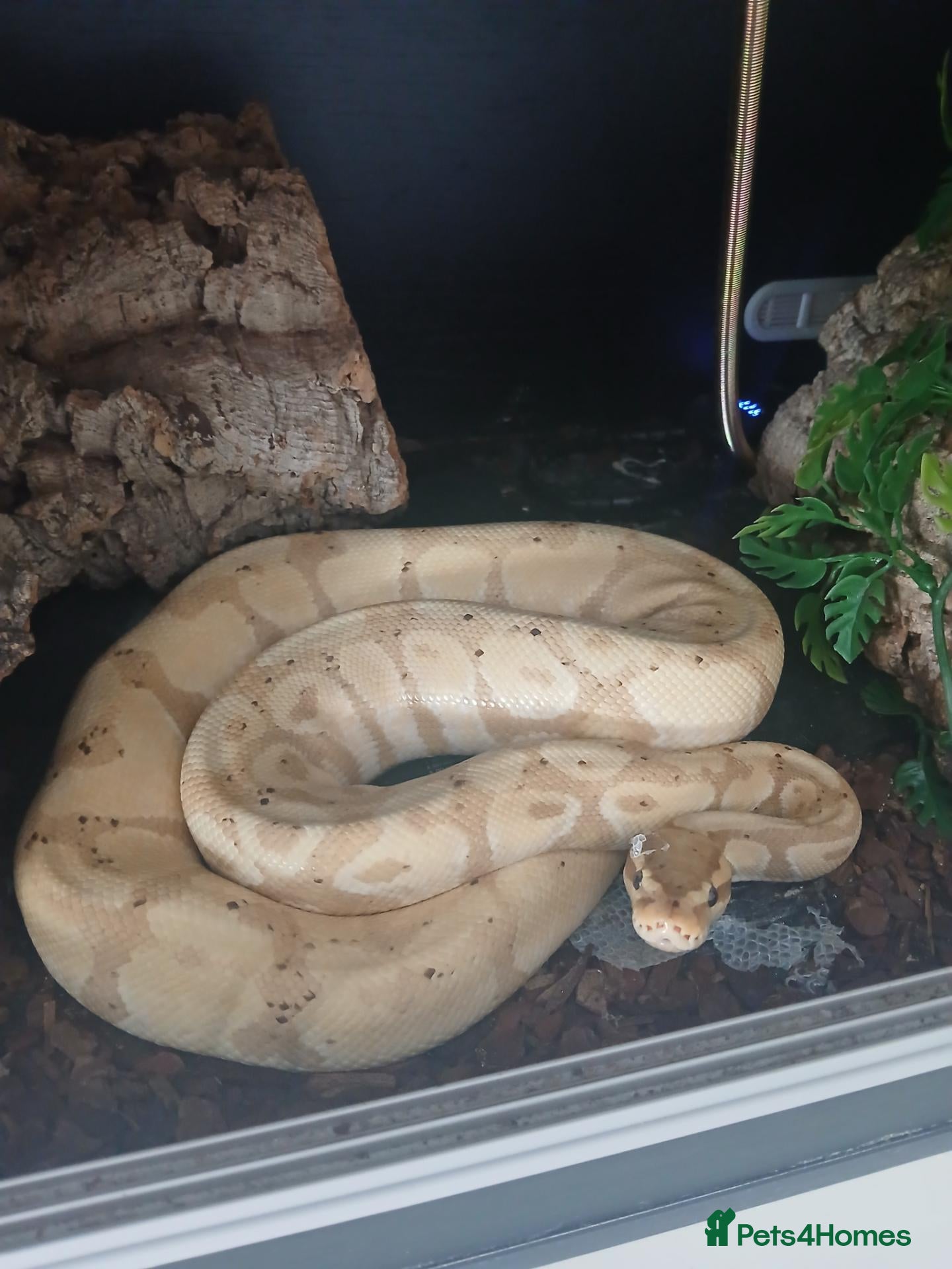 Python Snake reptiles Banana Morph Royal Python - Advert 1