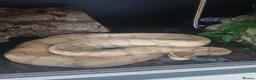Python Snake reptiles for sale: Banana Morph Royal Python - Advert 1